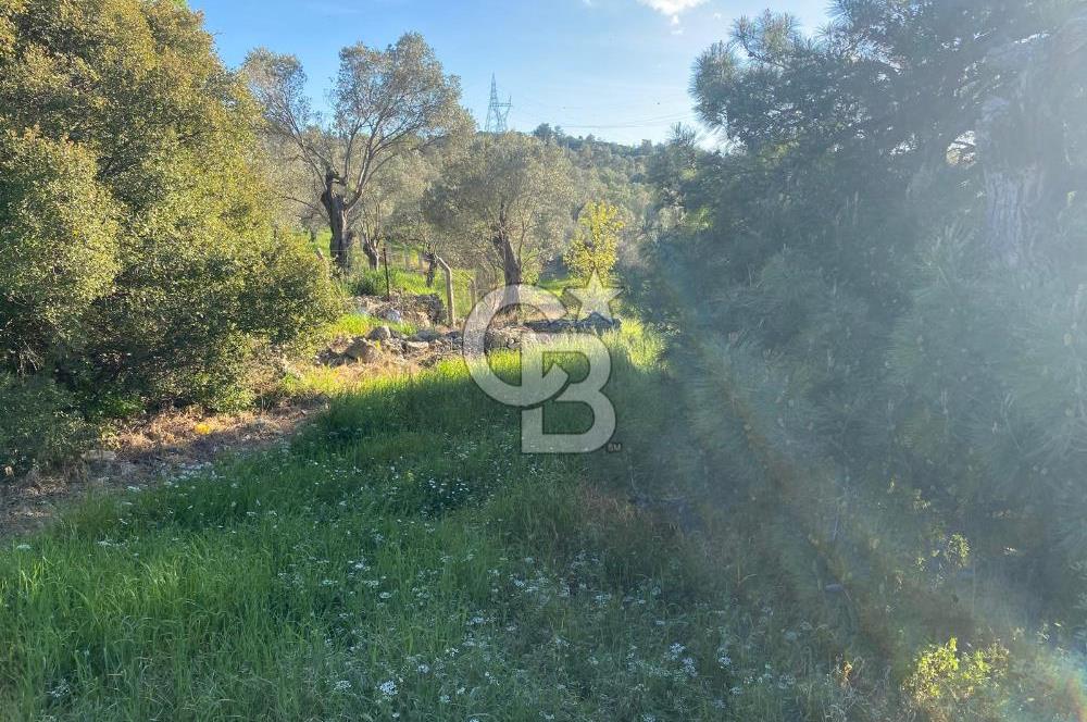 Urla Kuşçular 13293 M2 Yol Cepheli Satılık Tarla