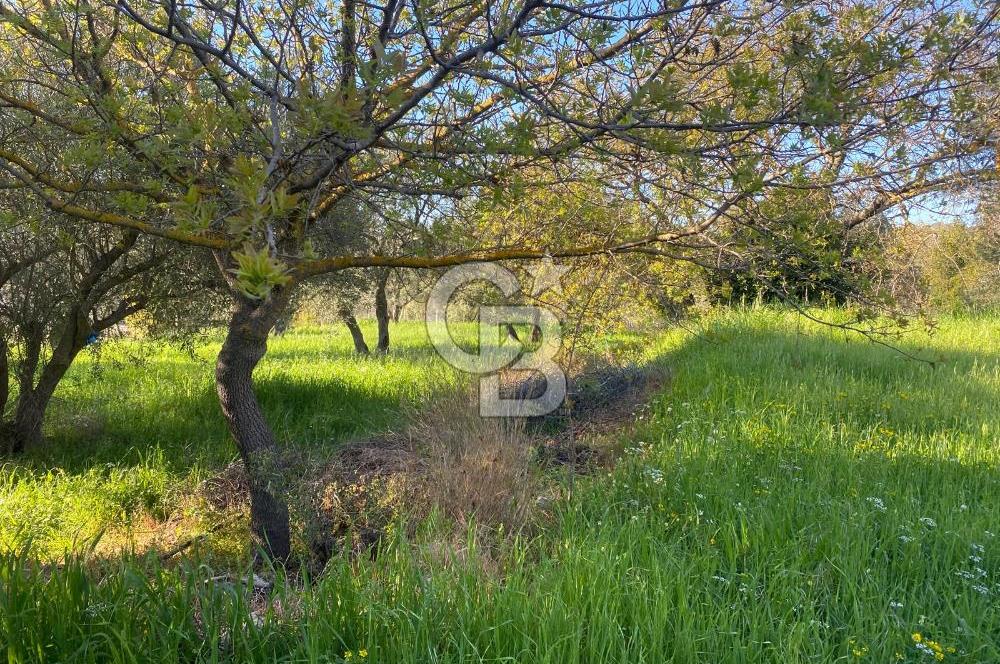 Urla Kuşçular 13293 M2 Yol Cepheli Satılık Tarla