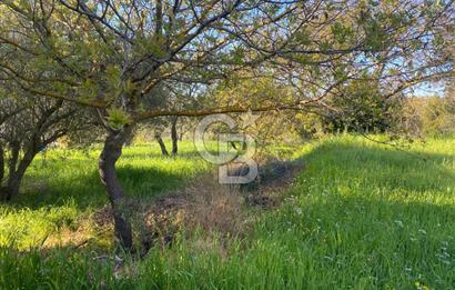 Urla Kuşçular 13293 M2 Yol Cepheli Satılık Tarla