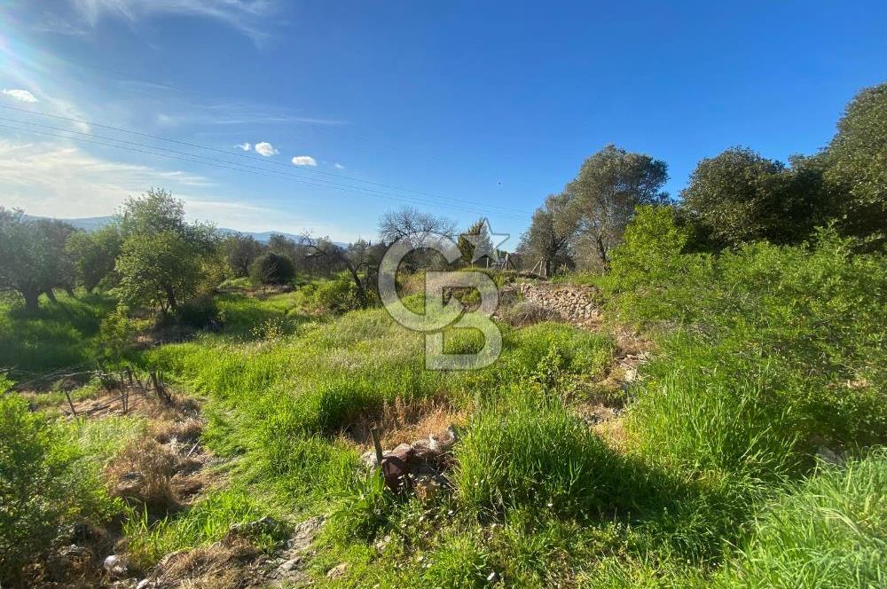 Urla Kuşçular 13293 M2 Yol Cepheli Satılık Tarla