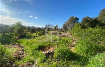 Urla Kuşçular 13293 M2 Yol Cepheli Satılık Tarla