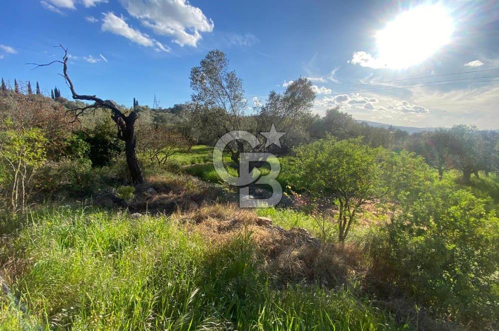 Urla Kuşçular 13293 M2 Yol Cepheli Satılık Tarla