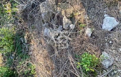 Urla Kuşçular 13293 M2 Yol Cepheli Satılık Tarla