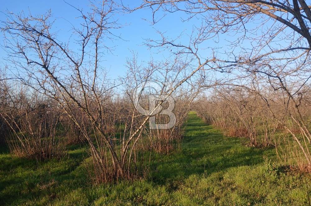 Sakarya Çaybaşıyeniköy'de satılık tarla.