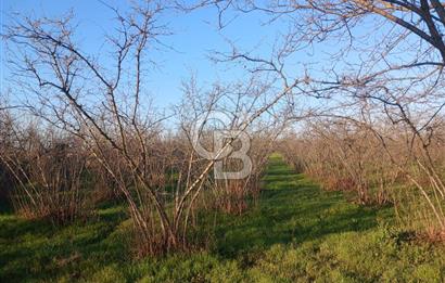 Sakarya Çaybaşıyeniköy'de satılık tarla.