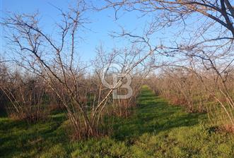 Sakarya Erenler'de satılık fındık bahçesi - 4 - 341969