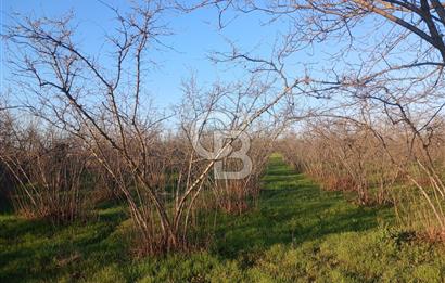 Sakarya Erenler'de satılık fındık bahçesi