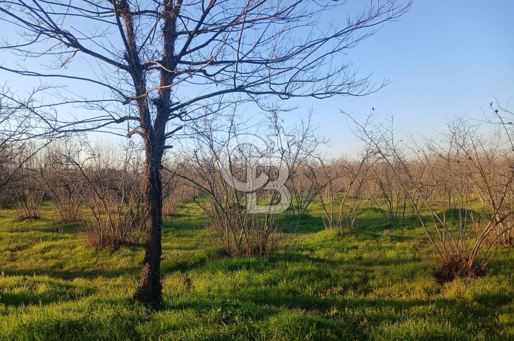 Sakarya Çaybaşıyeniköy'de satılık tarla.