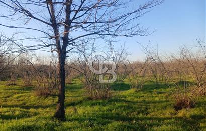 Sakarya Çaybaşıyeniköy'de satılık tarla.