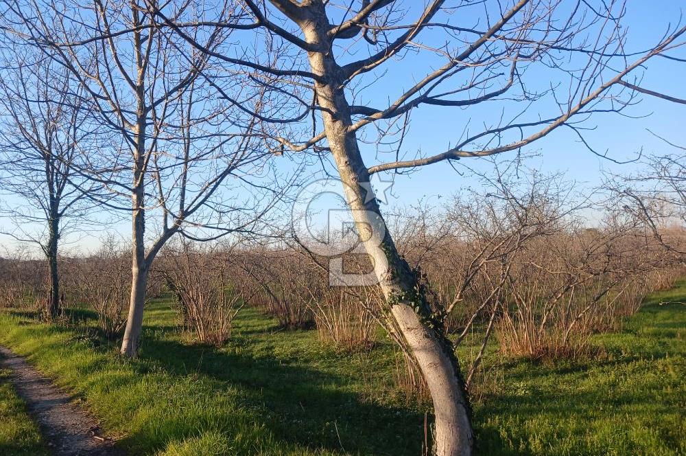 Sakarya Erenler'de satılık fındık bahçesi