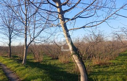 Sakarya Erenler'de satılık fındık bahçesi