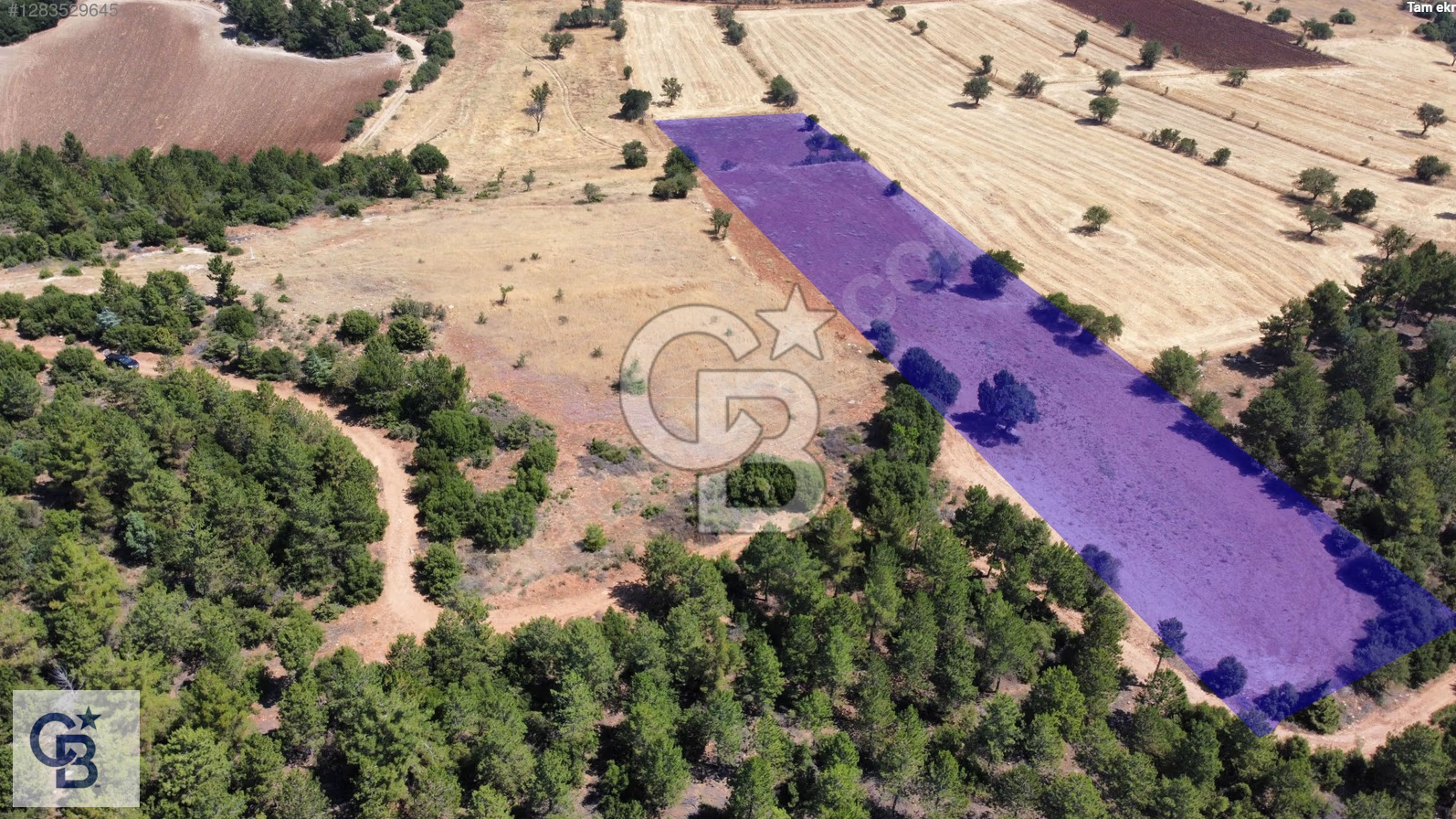 Tavas Pınarlıkta Satılık 6467 m2 Tarla