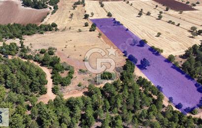Tavas Pınarlıkta Satılık 6467 m2 Tarla