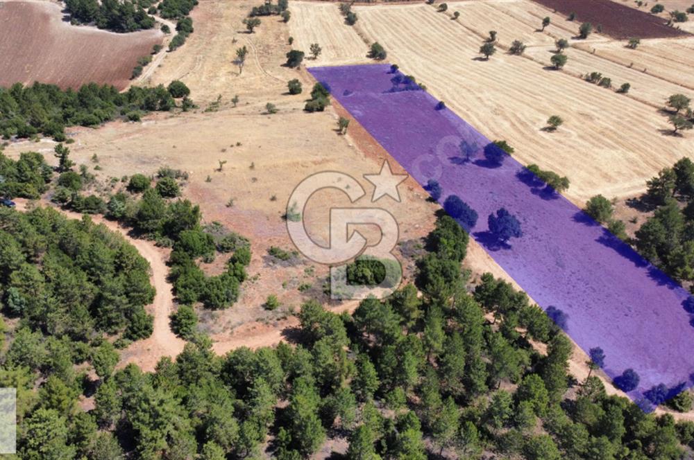 Tavas Pınarlıkta Satılık 6467 m2 Tarla