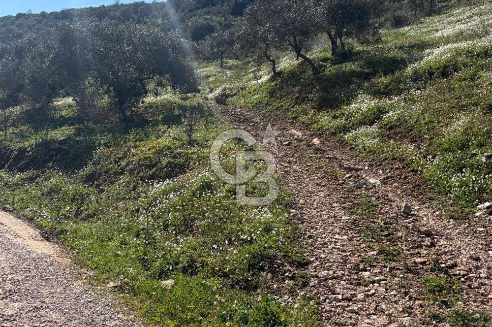 torbalı da çevre yoluna 4 km verimli zeytinlik 