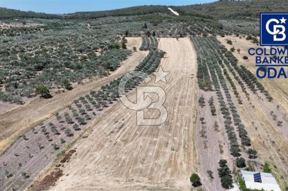ALİAĞA ÇALTILIDERE'DE TERSANE VE HASTANE YAKINI YATIRIMLIK TARLA