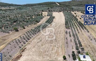 ALİAĞA ÇALTILIDERE'DE TERSANE VE HASTANE YAKINI YATIRIMLIK TARLA