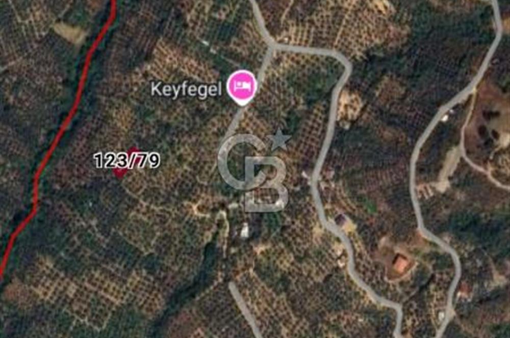 BURSA ORHANGAZİ KERAMET DE SATILIK 498 M2 ZEYTİNLİK