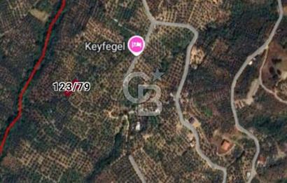 BURSA ORHANGAZİ KERAMET DE SATILIK 498 M2 ZEYTİNLİK