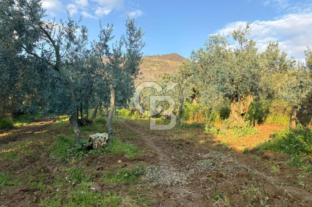 BURSA ORHANGAZİ KERAMET DE SATILIK 498 M2 ZEYTİNLİK