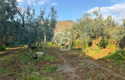 BURSA ORHANGAZİ KERAMET DE SATILIK 498 M2 ZEYTİNLİK