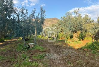 BURSA ORHANGAZİ KERAMET DE SATILIK 498 M2 ZEYTİNLİK - 6 - 342043