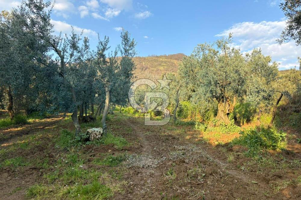 BURSA ORHANGAZİ KERAMET DE SATILIK 498 M2 ZEYTİNLİK