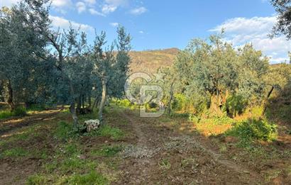 BURSA ORHANGAZİ KERAMET DE SATILIK 498 M2 ZEYTİNLİK