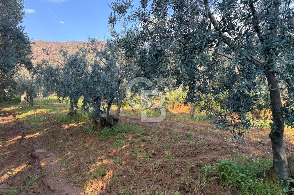 BURSA ORHANGAZİ KERAMET DE SATILIK 498 M2 ZEYTİNLİK