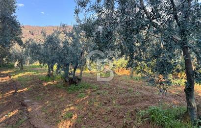 BURSA ORHANGAZİ KERAMET DE SATILIK 498 M2 ZEYTİNLİK