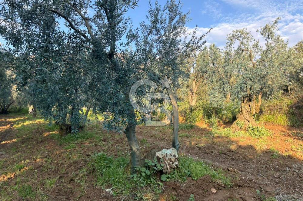 BURSA ORHANGAZİ KERAMET DE SATILIK 498 M2 ZEYTİNLİK