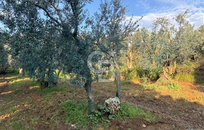 BURSA ORHANGAZİ KERAMET DE SATILIK 498 M2 ZEYTİNLİK