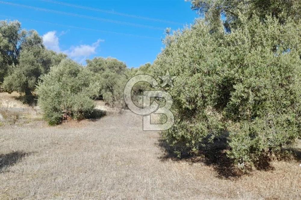 Aydın Bozdoğanda Yatırımlık ve Anayola Sıfır Fırsat Zeytinlik