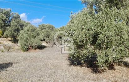 Aydın Bozdoğanda Yatırımlık ve Anayola Sıfır Fırsat Zeytinlik