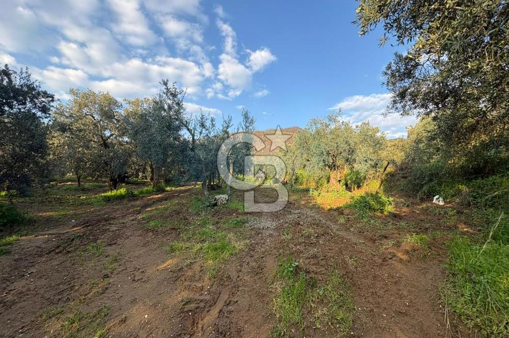 BURSA ORHANGAZİ KERAMET DE SATILIK 498 M2 ZEYTİNLİK