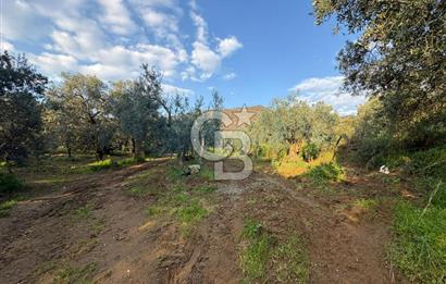 BURSA ORHANGAZİ KERAMET DE SATILIK 498 M2 ZEYTİNLİK