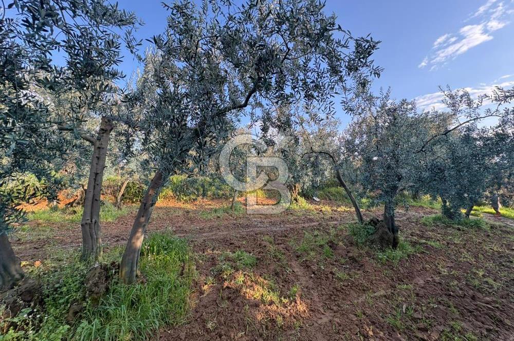 BURSA ORHANGAZİ KERAMET DE SATILIK 498 M2 ZEYTİNLİK