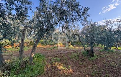 BURSA ORHANGAZİ KERAMET DE SATILIK 498 M2 ZEYTİNLİK