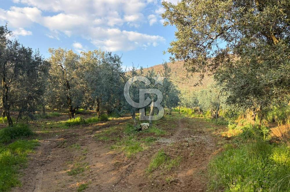 BURSA ORHANGAZİ KERAMET DE SATILIK 498 M2 ZEYTİNLİK