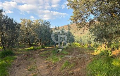 BURSA ORHANGAZİ KERAMET DE SATILIK 498 M2 ZEYTİNLİK