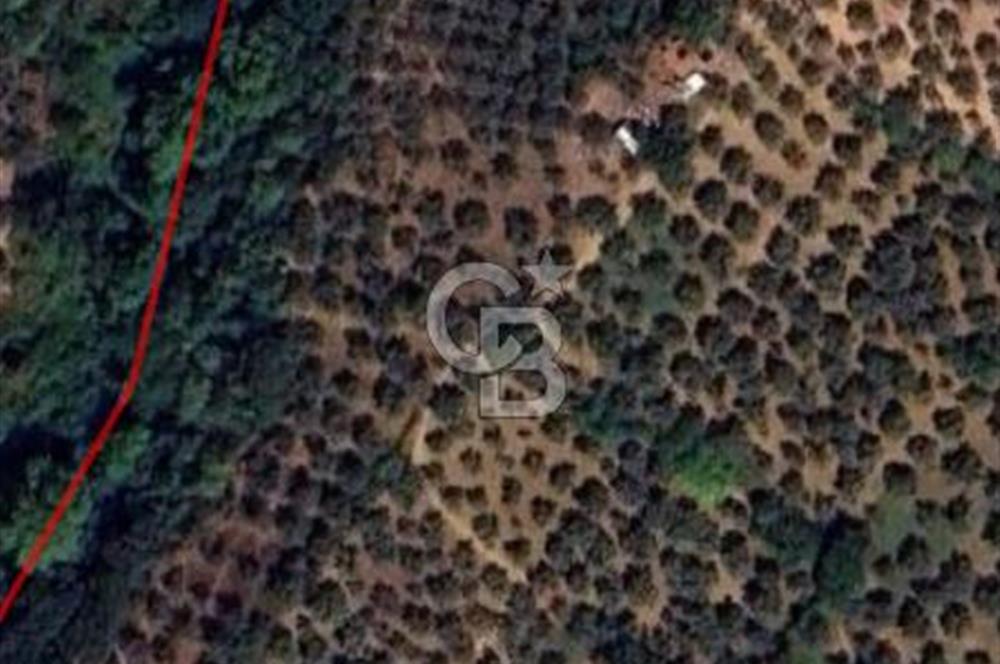 BURSA ORHANGAZİ KERAMET DE SATILIK 498 M2 ZEYTİNLİK