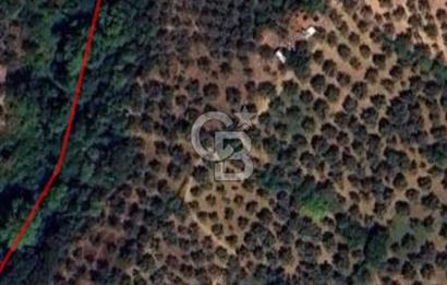 BURSA ORHANGAZİ KERAMET DE SATILIK 498 M2 ZEYTİNLİK