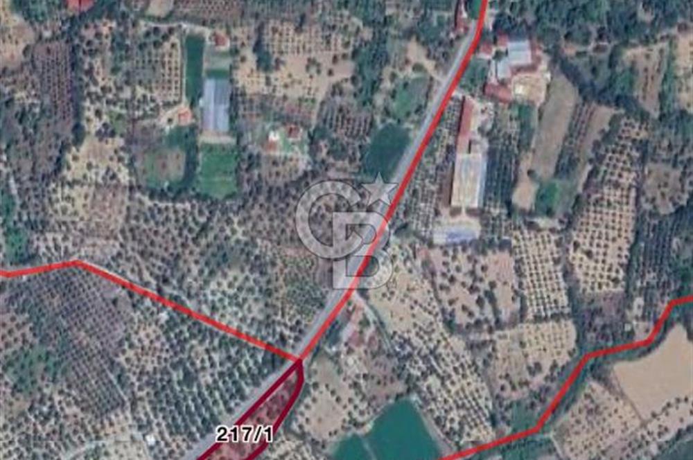 Aydın Bozdoğanda Yatırımlık ve Anayola Sıfır Fırsat Zeytinlik