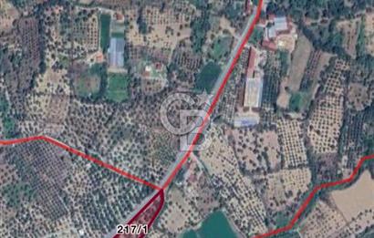 Aydın Bozdoğanda Yatırımlık ve Anayola Sıfır Fırsat Zeytinlik