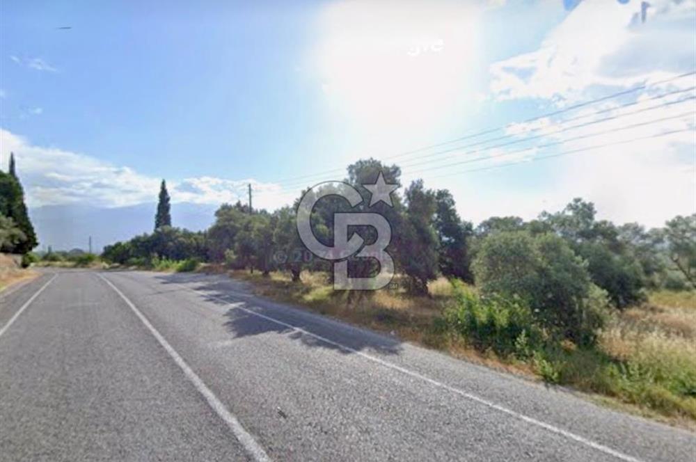 Aydın Bozdoğanda Yatırımlık ve Anayola Sıfır Fırsat Zeytinlik