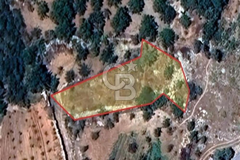 CB'DEN BAHÇELİ MH'DE TEK TAPU (973m2) SATILIK BAHÇE