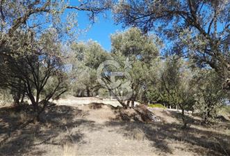 Aydın Bozdoğanda Yatırımlık ve Anayola Sıfır Fırsat Zeytinlik - 9 - 341994