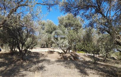 Aydın Bozdoğanda Yatırımlık ve Anayola Sıfır Fırsat Zeytinlik