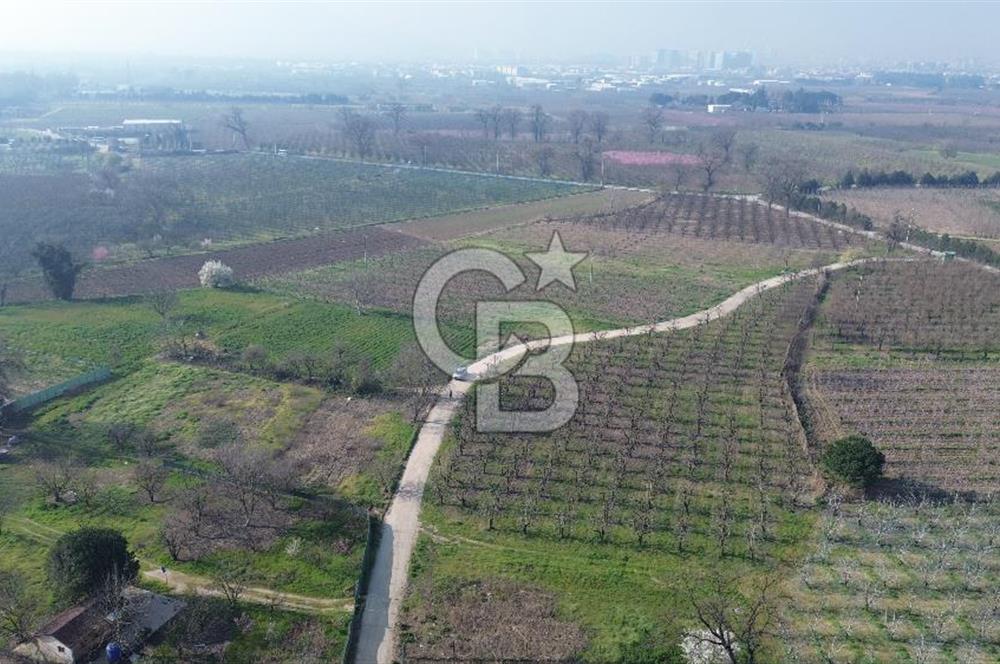 CB KLASS KİRALIK 2500 M2 YOLU MEVCUT TARLA