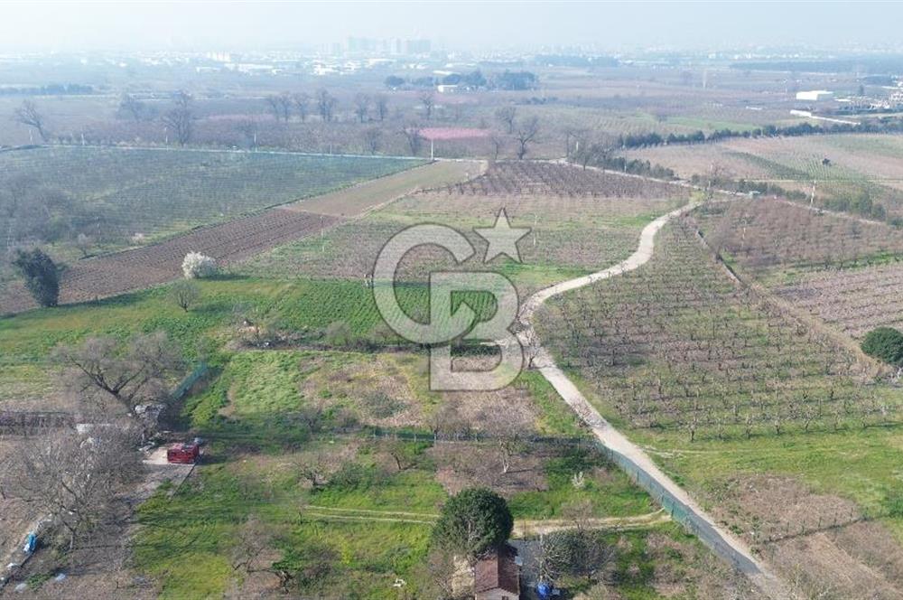 CB KLASS KİRALIK 2500 M2 YOLU MEVCUT TARLA